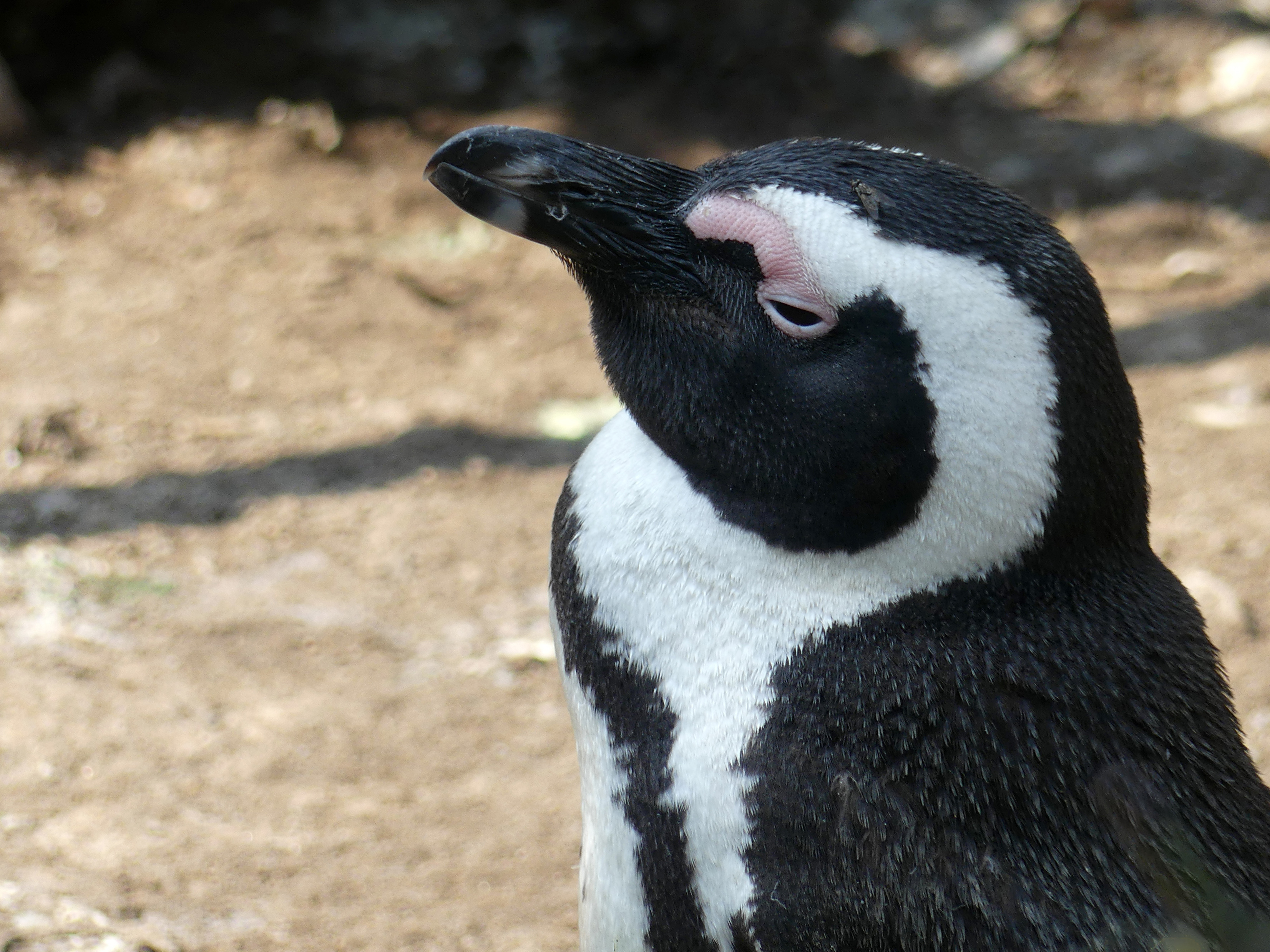 penguin profile